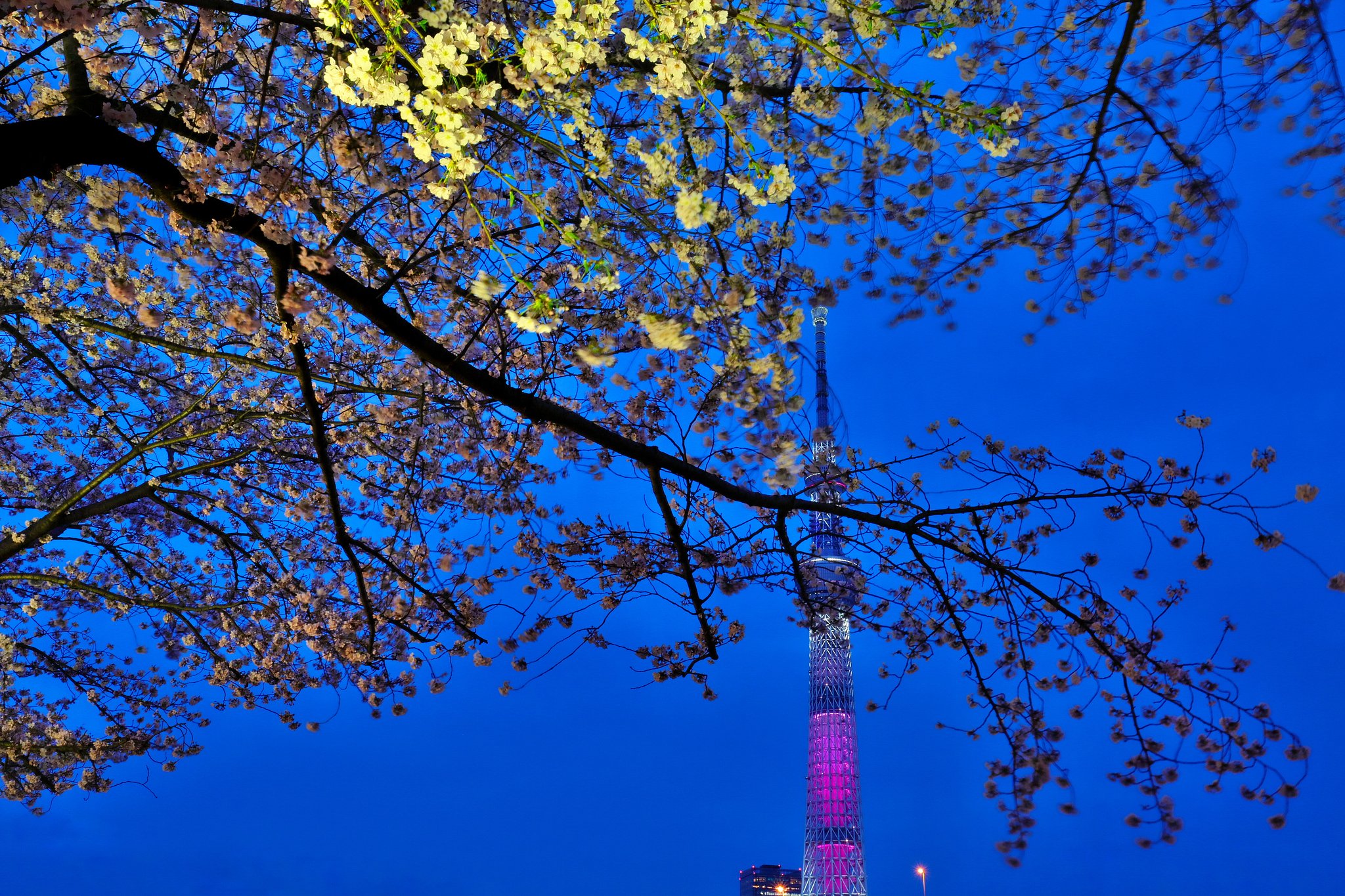 夜桜大敗...orz