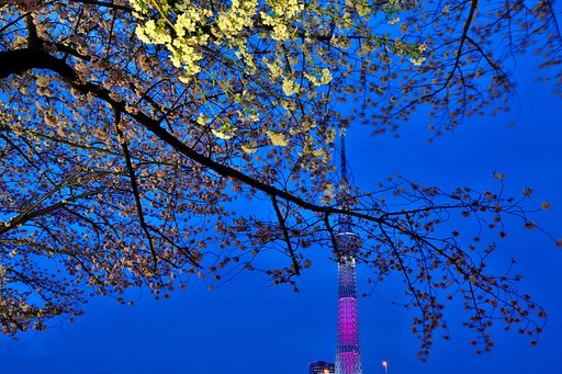 夜桜大敗...orz