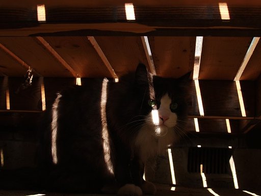 【光】しましま