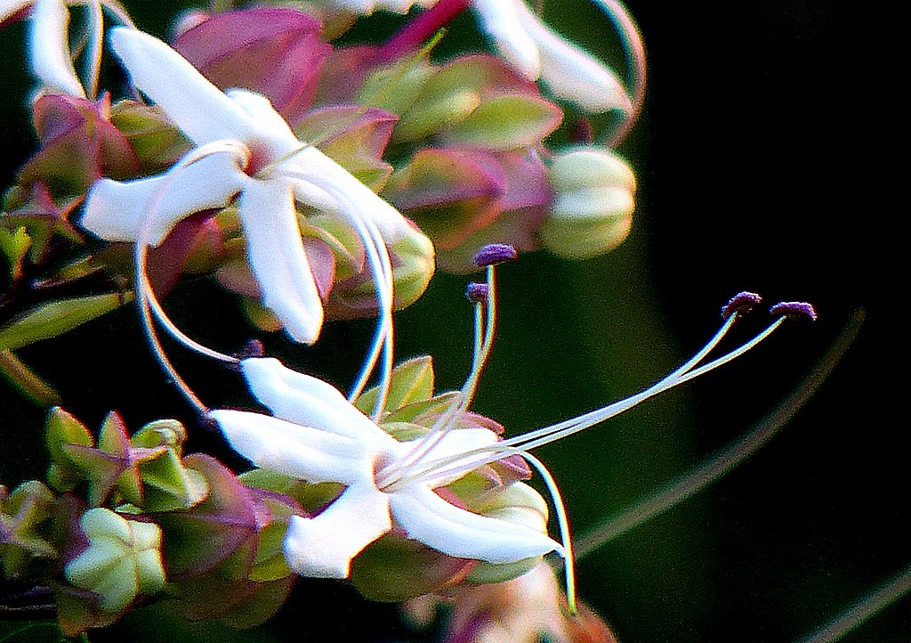 クサギの花
