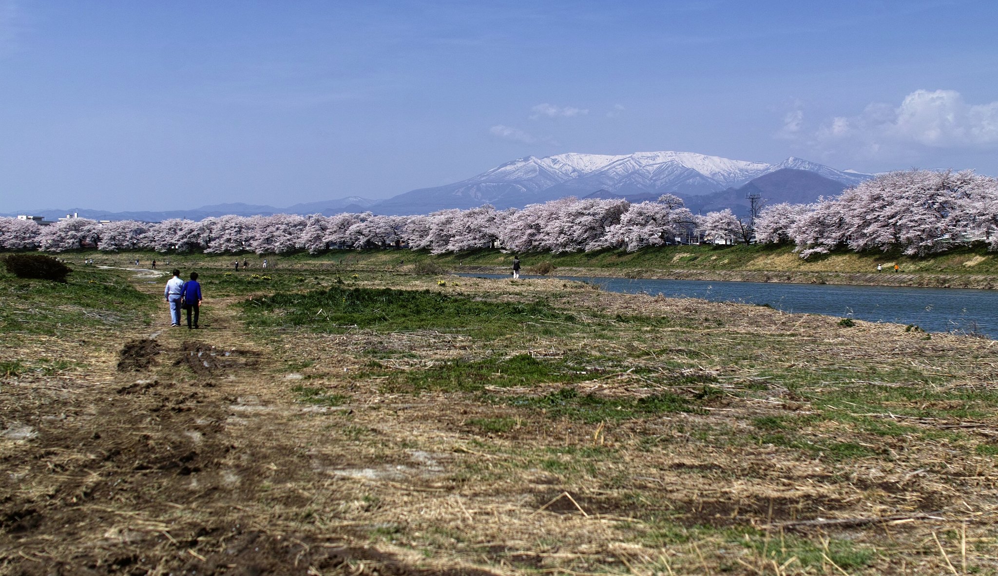 一目千本桜