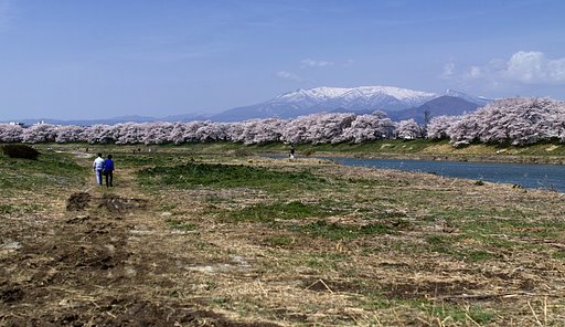 一目千本桜
