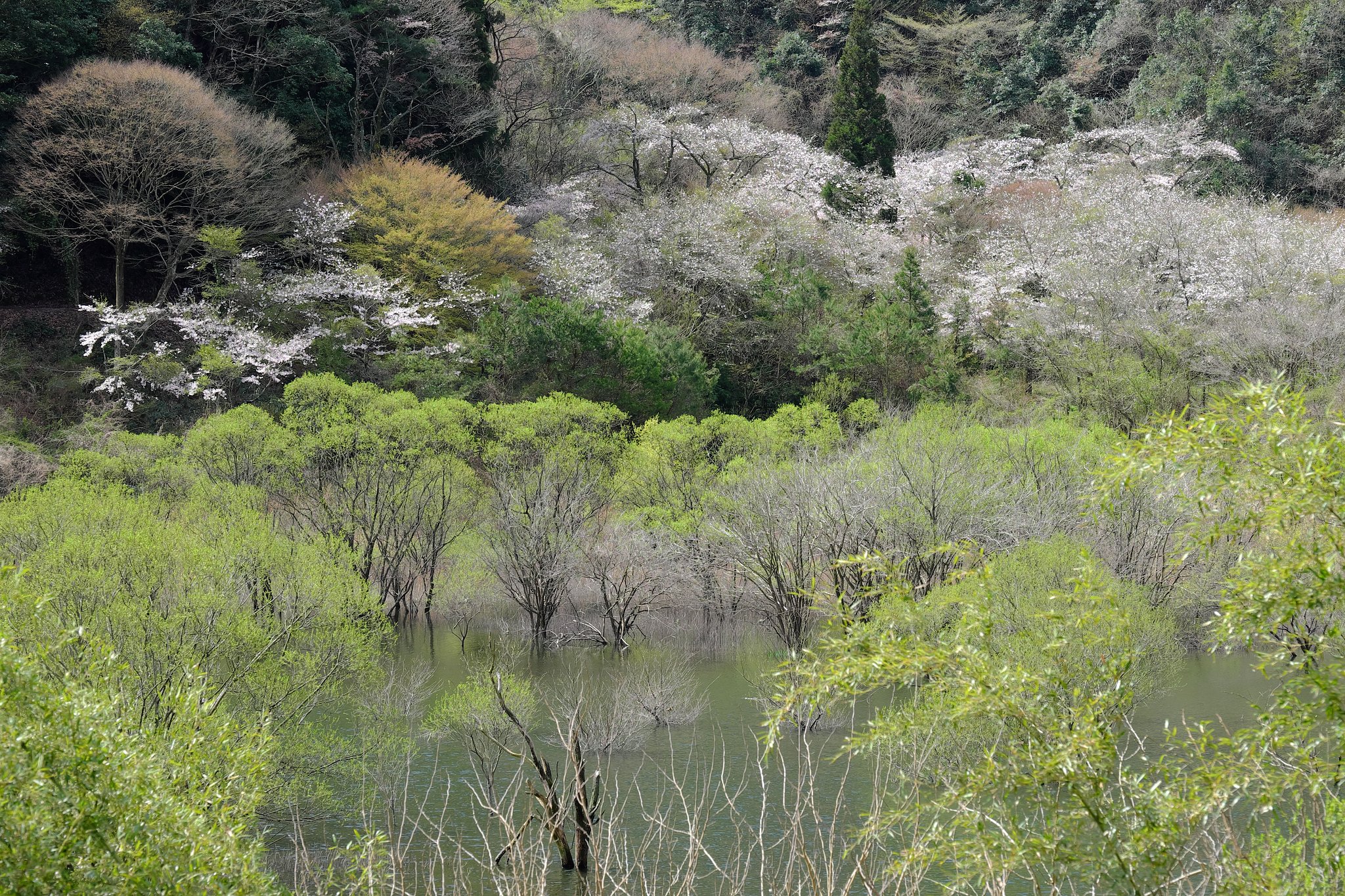 湖畔の桜