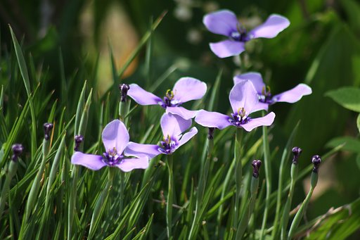 【Purple】チリアヤメ