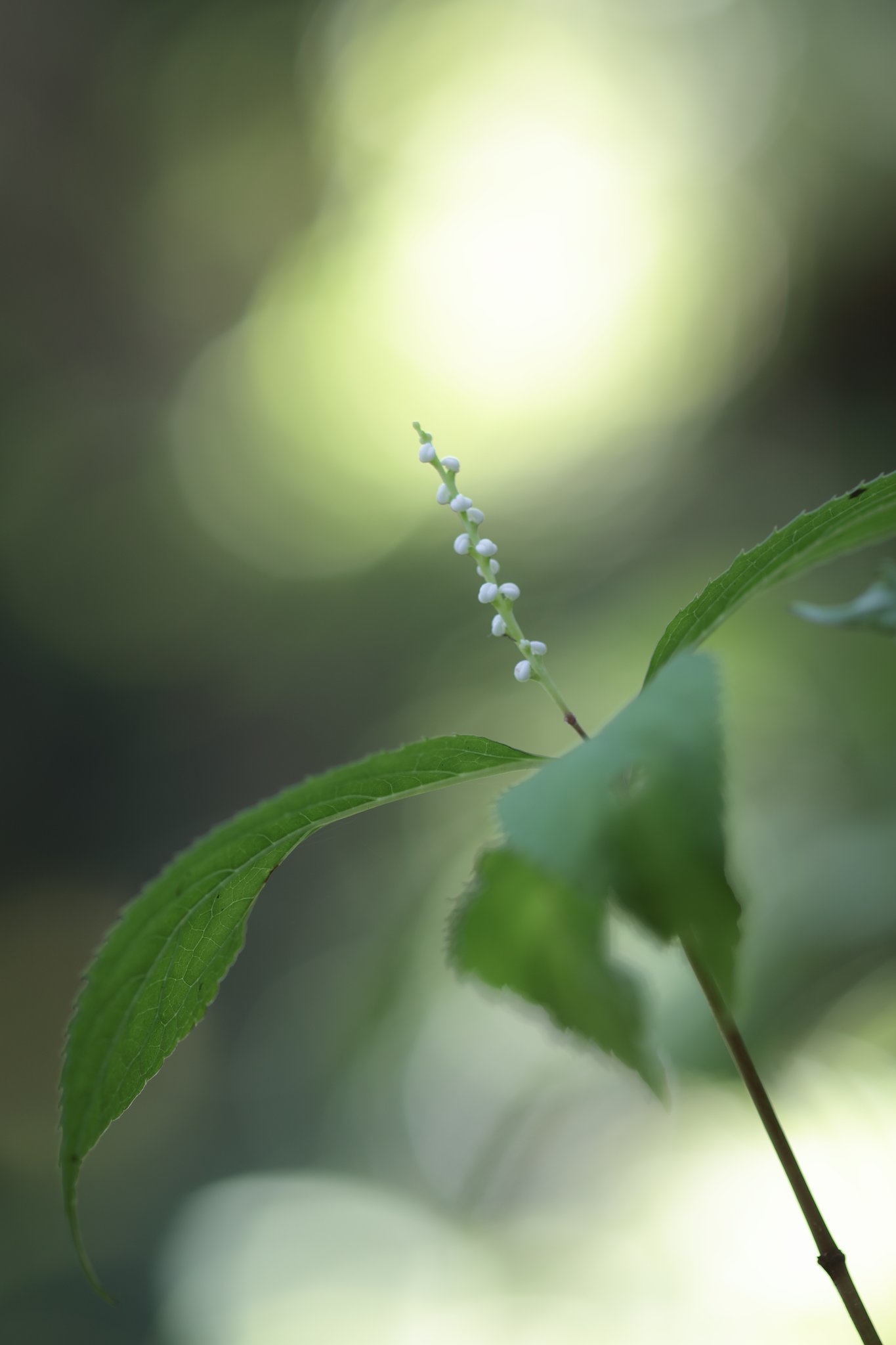 一人静