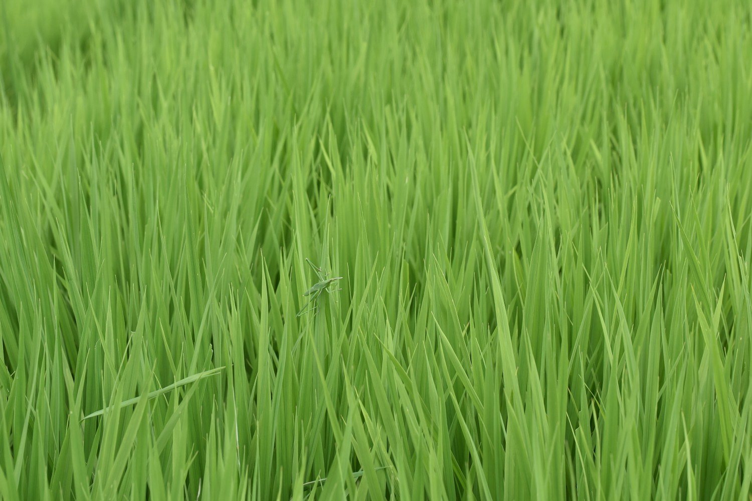 【MFP】グリーン一色