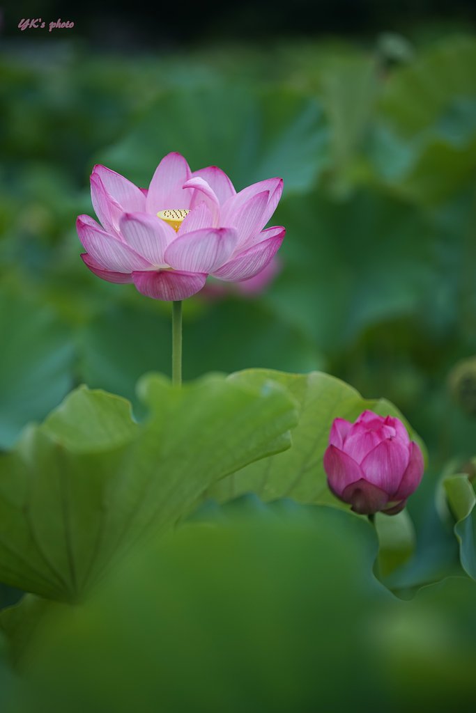 Otus 85mm F1.4 ZF2