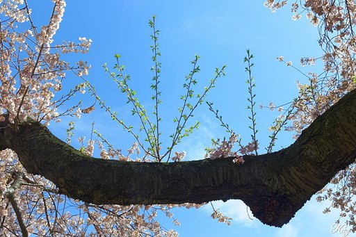 桜の新枝
