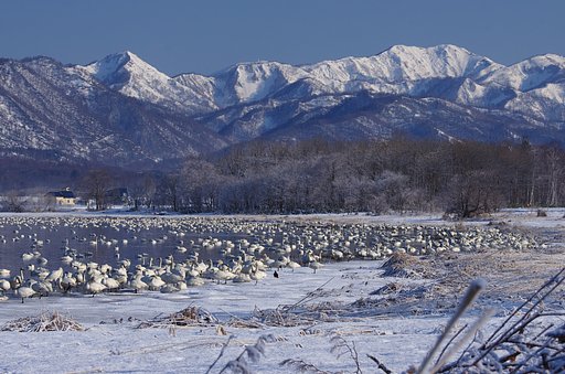 白鳥の湖