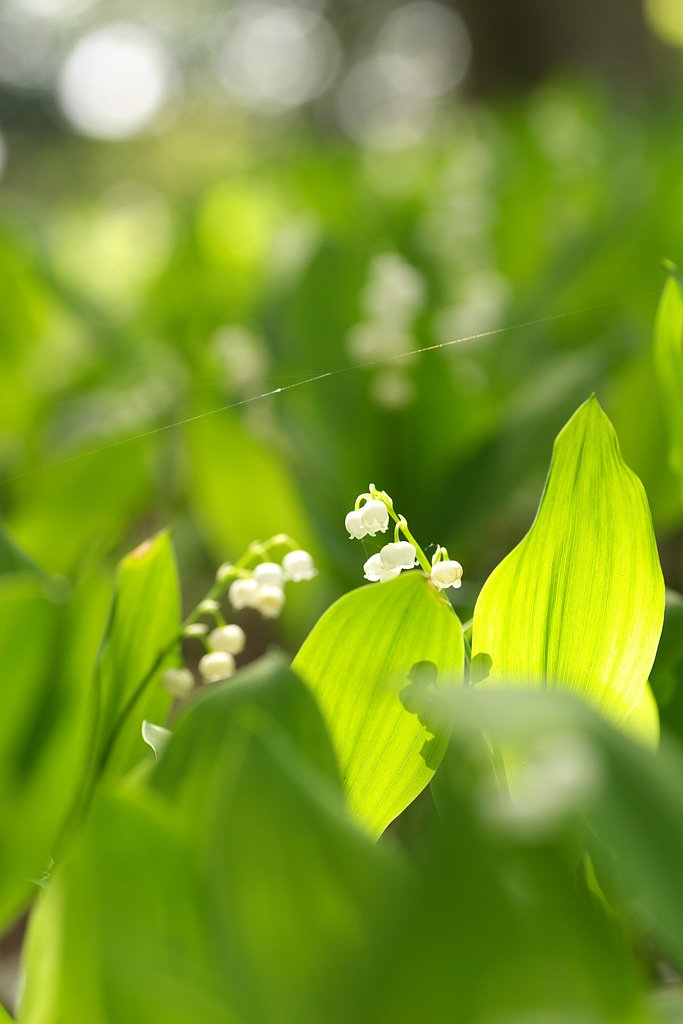FairyBell