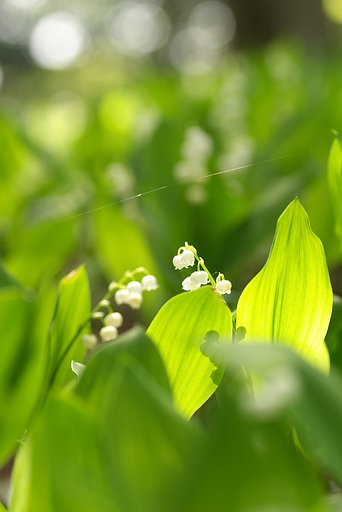 FairyBell