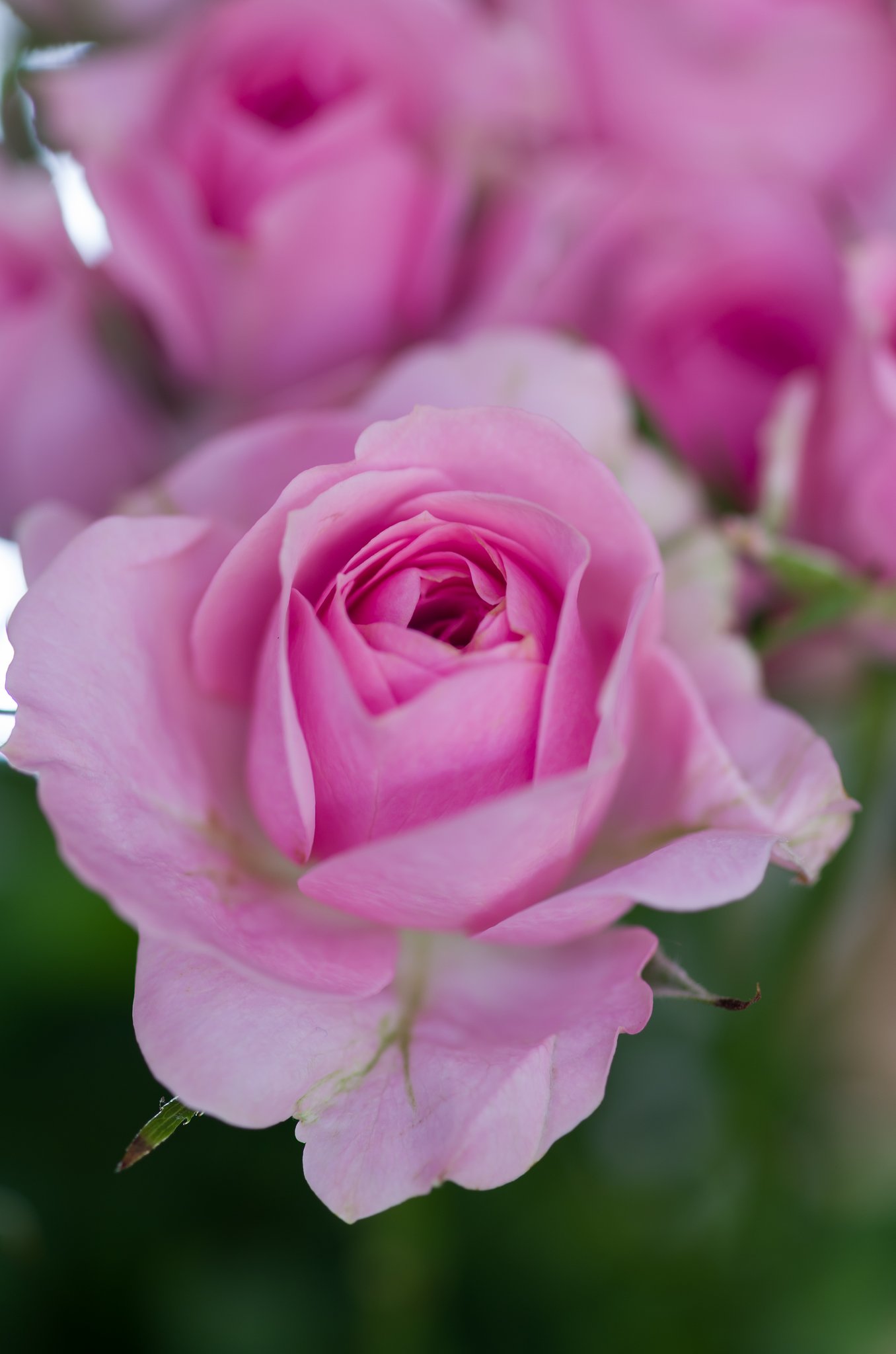 SIGMA MACRO 70mm F2.8
