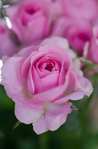 SIGMA MACRO 70mm F2.8