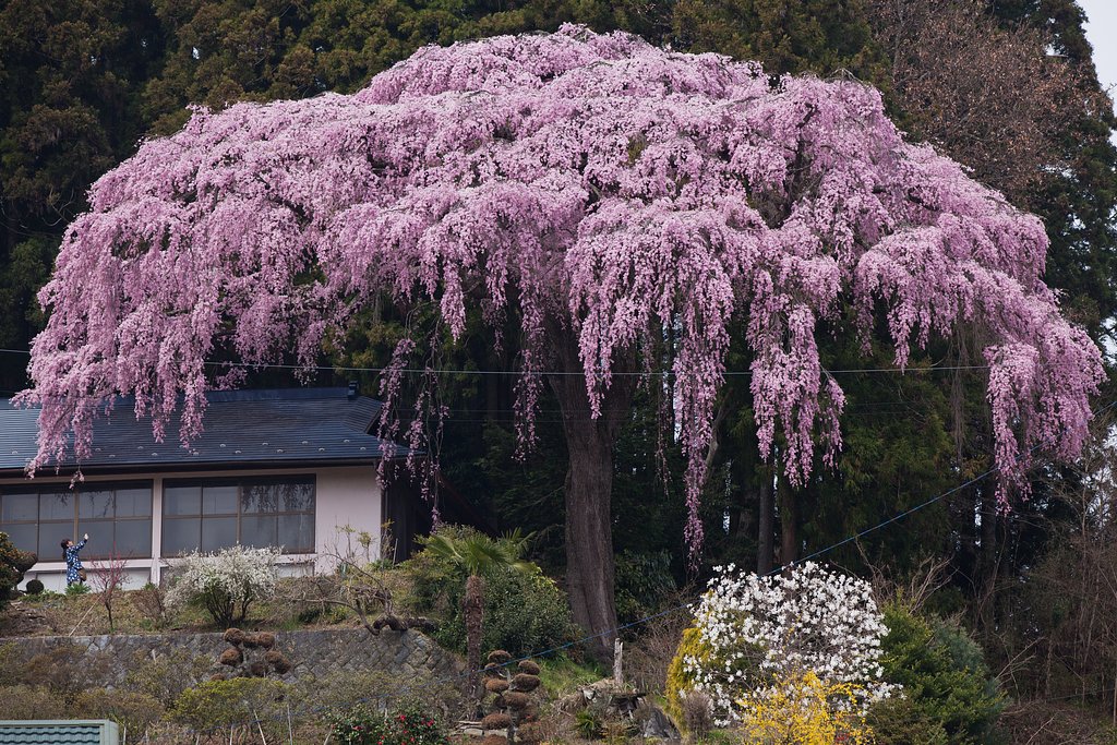仲森の紅しだれ桜