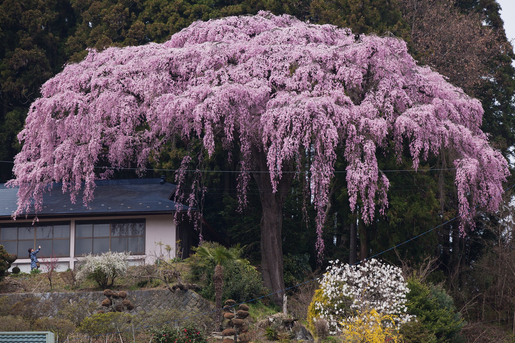 仲森の紅しだれ桜