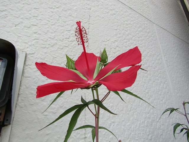 紅葉葵は真っ赤に燃えています