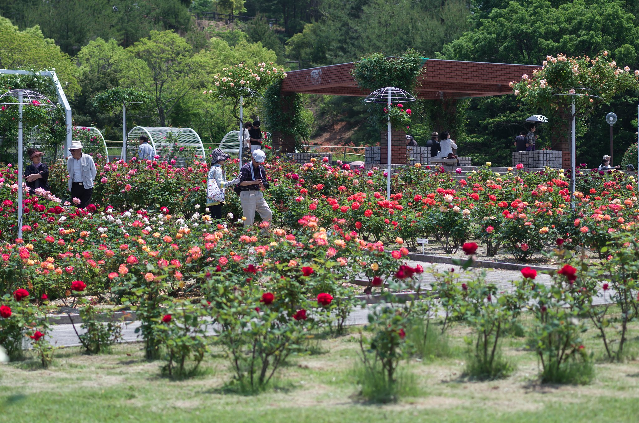 薔薇園