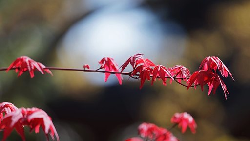 春紅葉