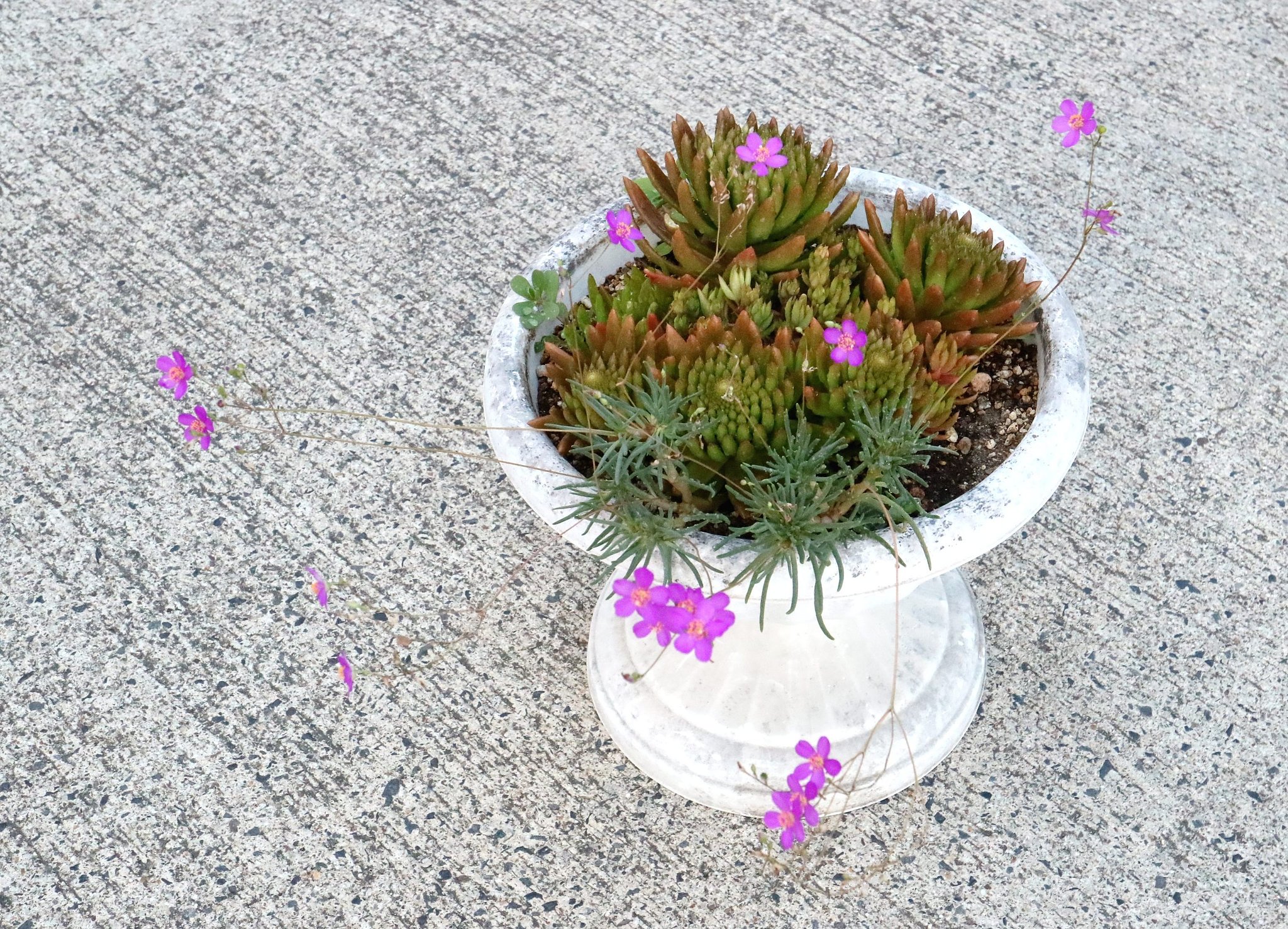 草花火