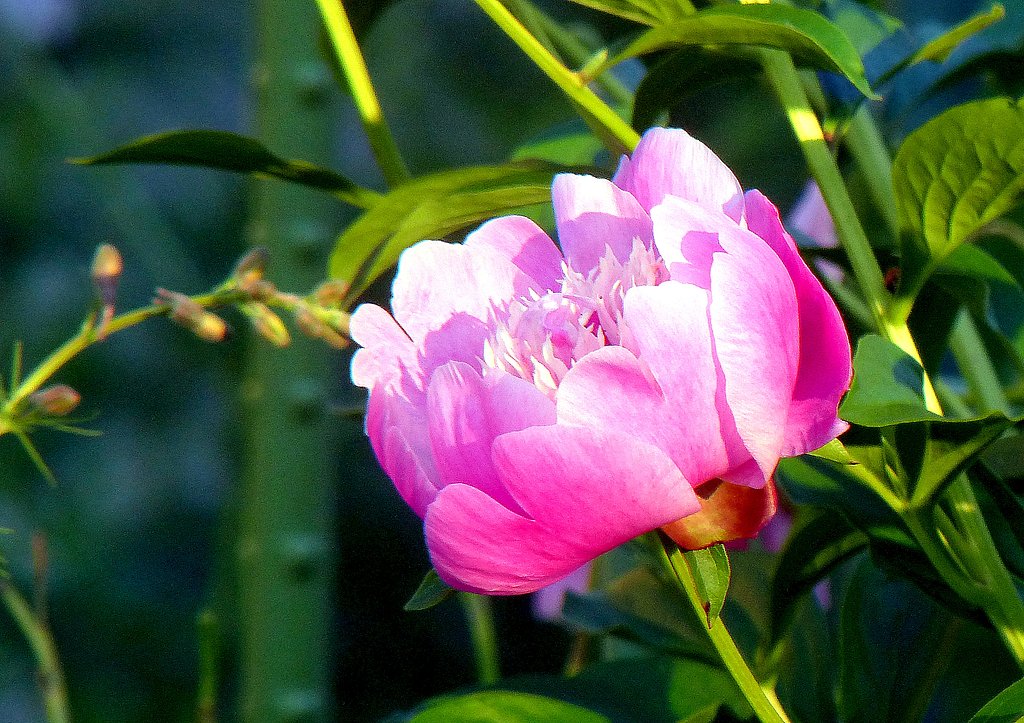 芍薬・面影