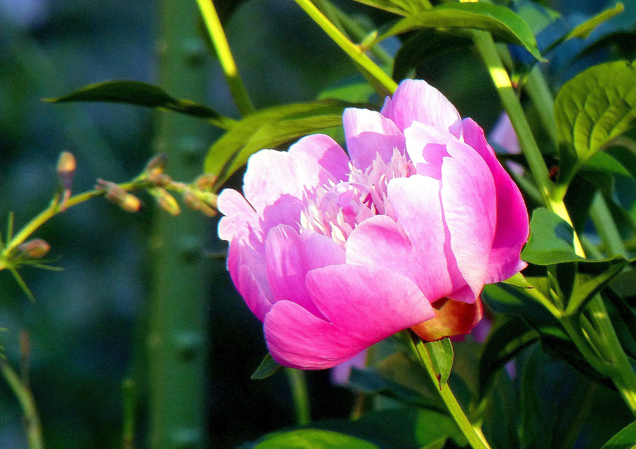 芍薬・面影