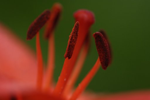 花粉