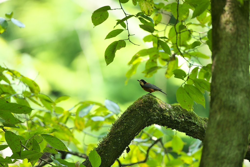 EF500mm F4L IS＋EF1.4Ⅲ