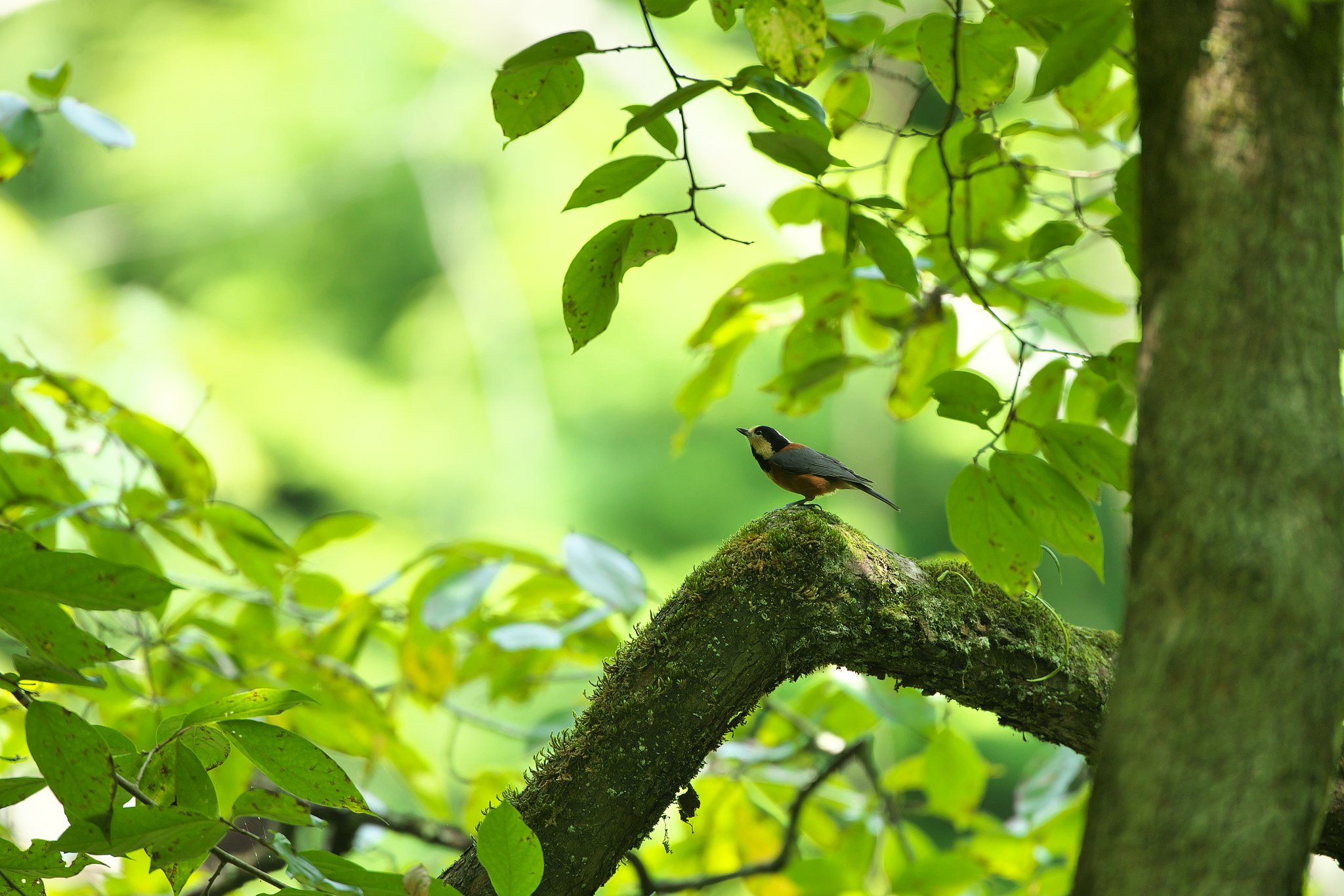 EF500mm F4L IS＋EF1.4Ⅲ