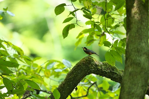 EF500mm F4L IS＋EF1.4Ⅲ