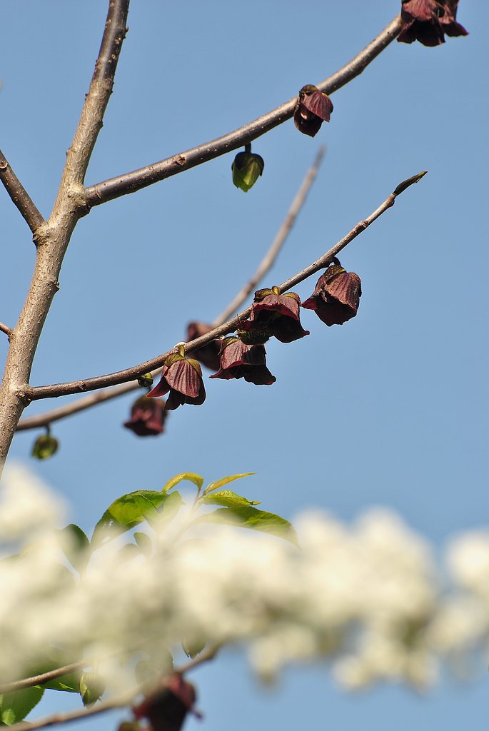 幻の果物の花