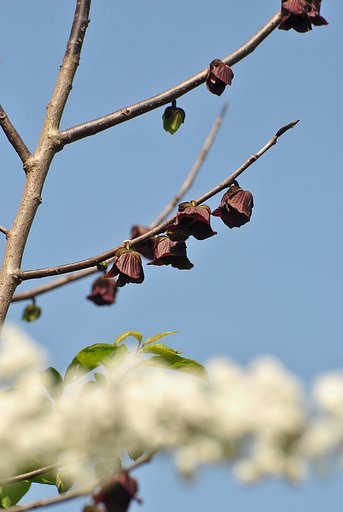 幻の果物の花