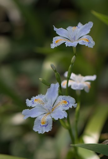 EF100mm F2.8 L MACRO
