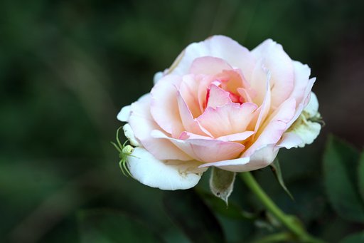 薔薇の花