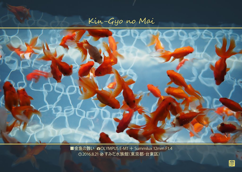 金魚の舞い