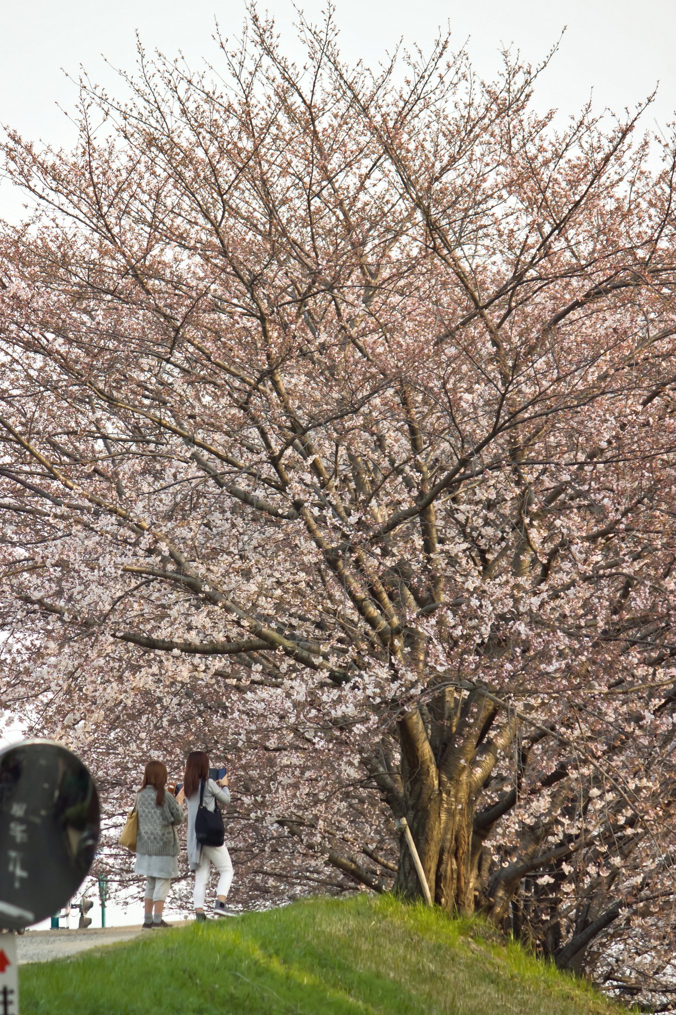 【縦画像】 始まり桜の頃