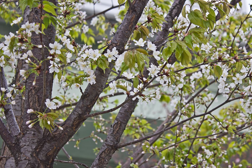 山桜（緑葉）風情