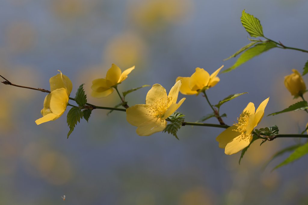 EF100mm F2.8 L MACRO
