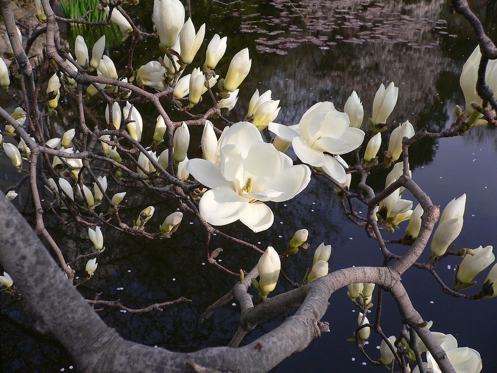 木蓮も咲き始めました