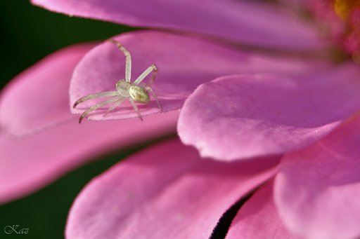【MFP】My Favorite Petit Spider Shot
