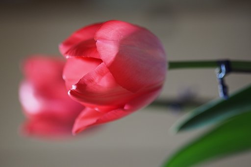 【縦画像】花盛り