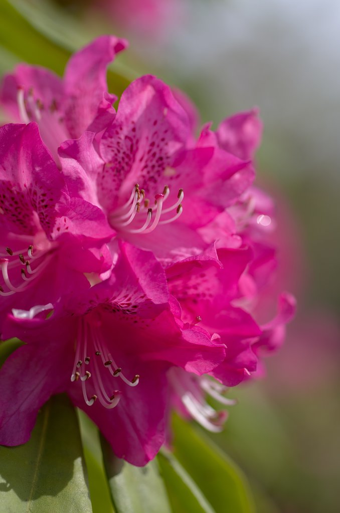 SIGMA MACRO 70mm F2.8