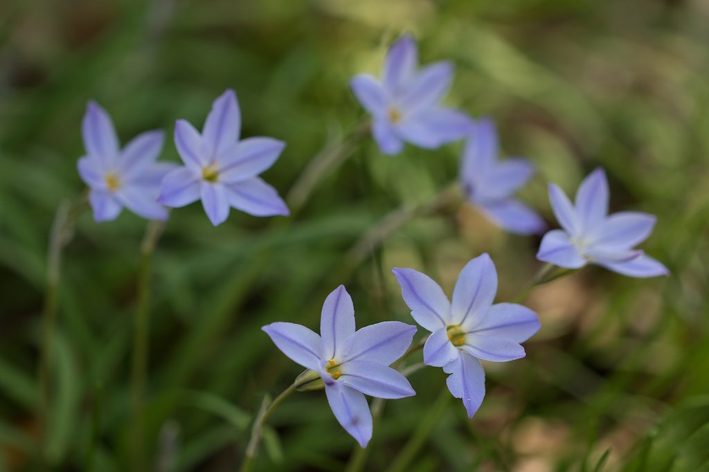 EF100mm F2.8 L MACRO