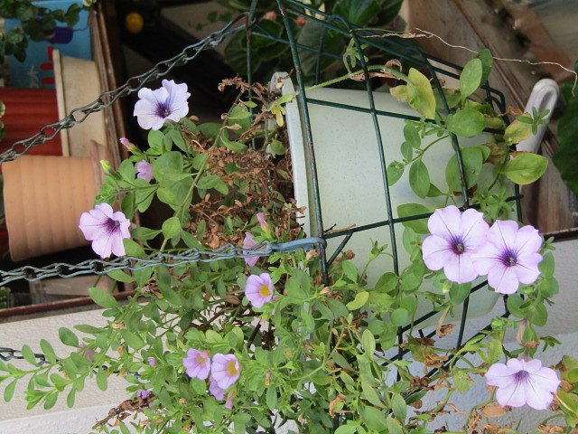 紫の可愛い花