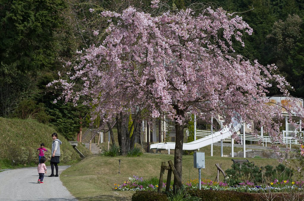 枝垂れ桜