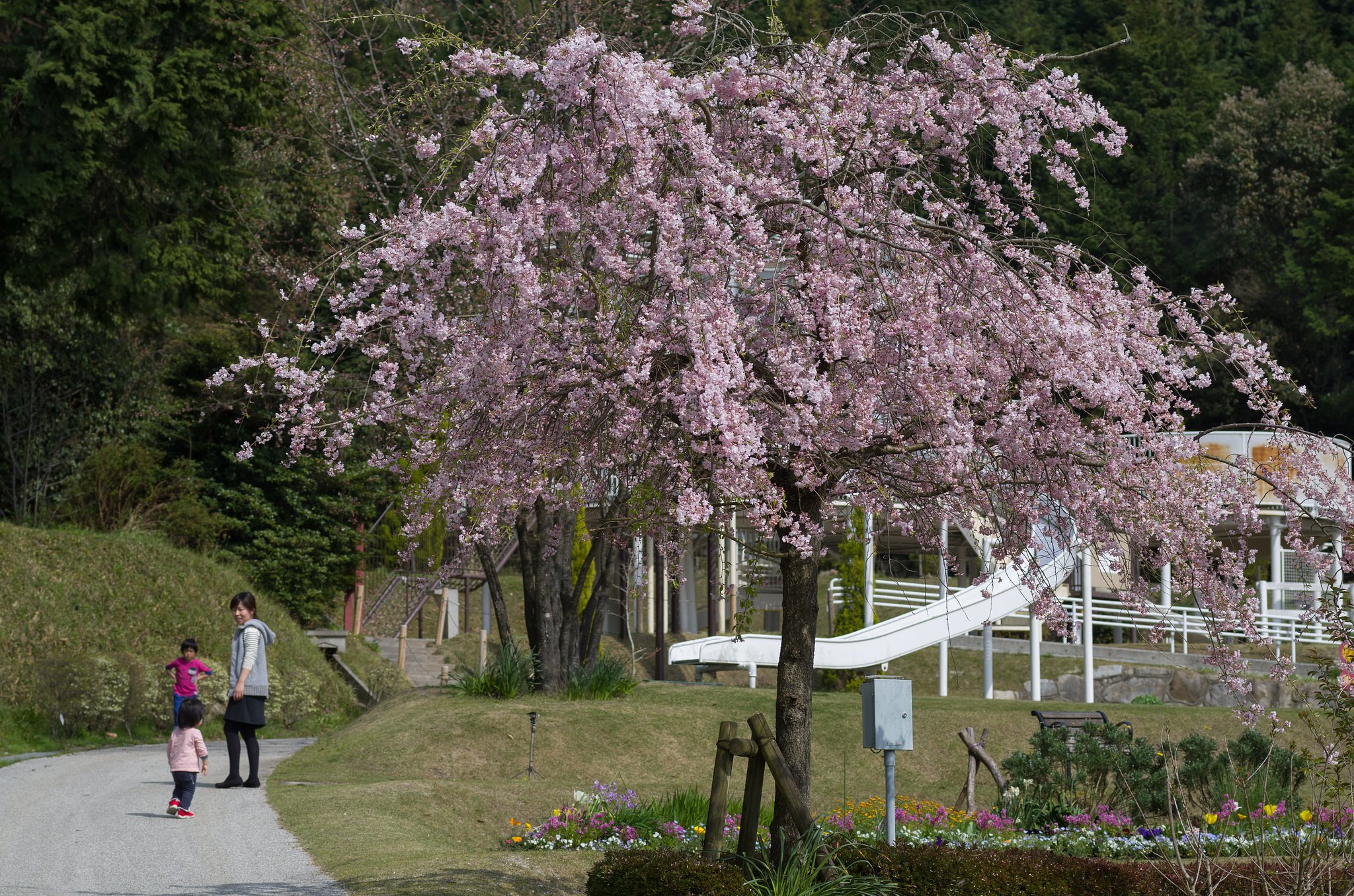 枝垂れ桜