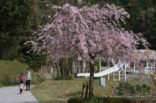 枝垂れ桜