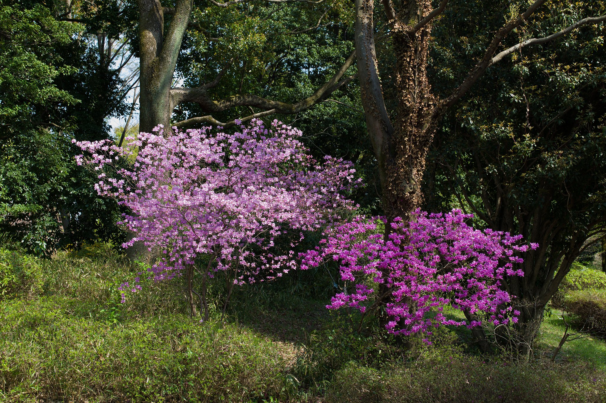 SUMMILUX-M 50mm F1.4 ASPH