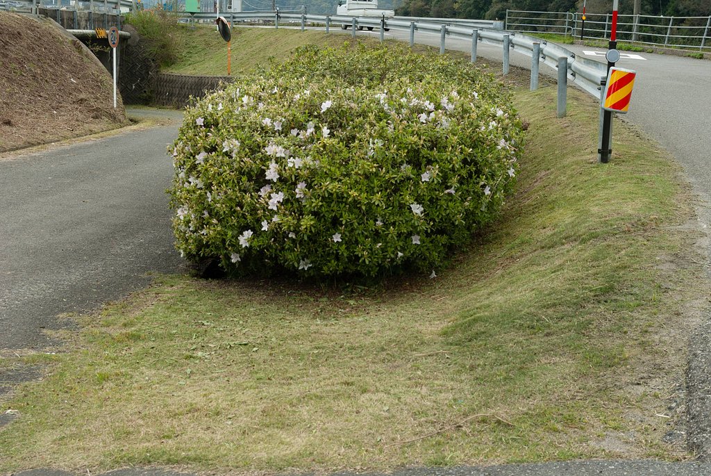 草刈正雄の日。