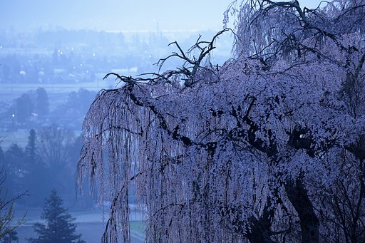 水中都市
