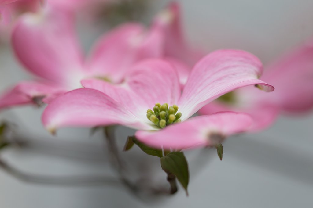 EF100mm F2.8 L MACRO